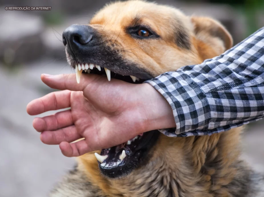 Imunização é direcionada aos casos de acidentes com animais. Foto: Reprodução Internet