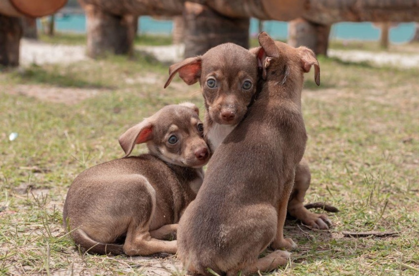 Prefeitura cria Gabinete da Causa Animal em Maceió