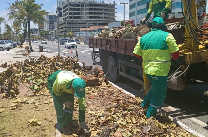 Alurb recolhe restos de árvore suprimida pelo Corpo de Bombeiros no Centro