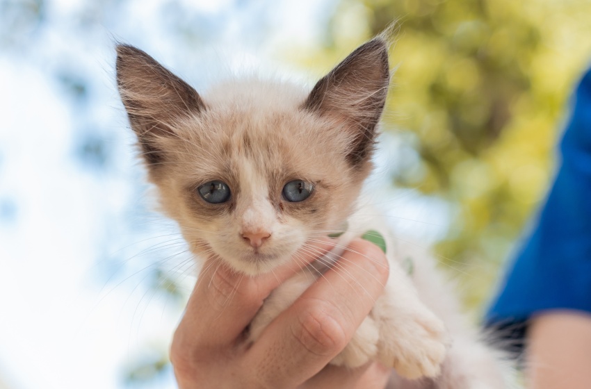 Cães e gatos estarão disponíveis para adoção responsável neste domingo (23)