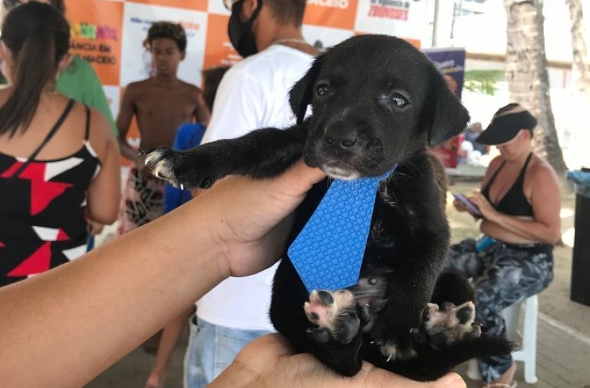 Feira de Adoção garante lar para mais dez cães e gatos
