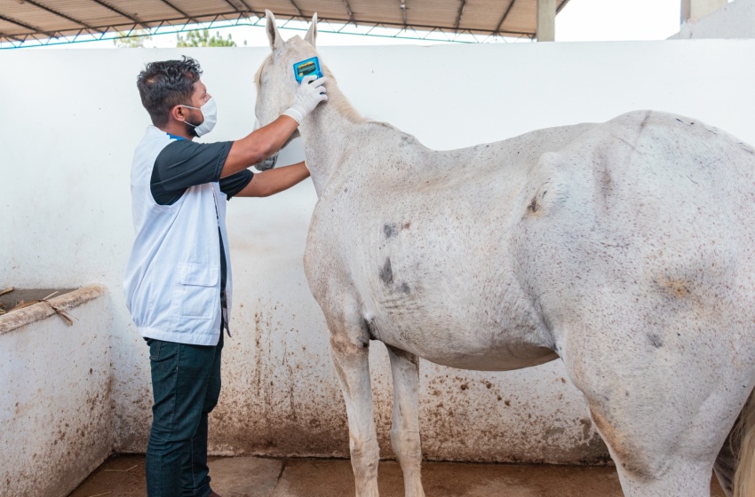 Vigilância de Zoonoses cuida de animais de grande porte recolhidos das ruas de Maceió