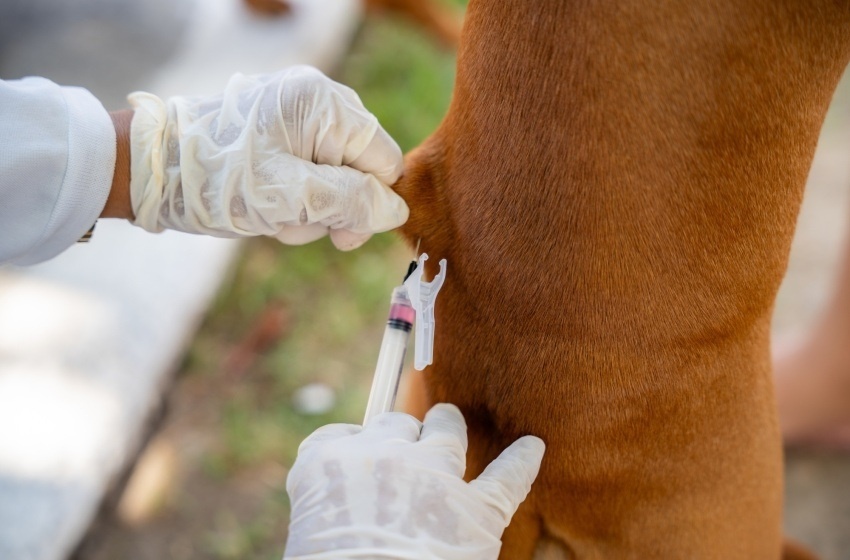 Saúde de Maceió reforça importância da vacinação de cães e gatos contra a raiva