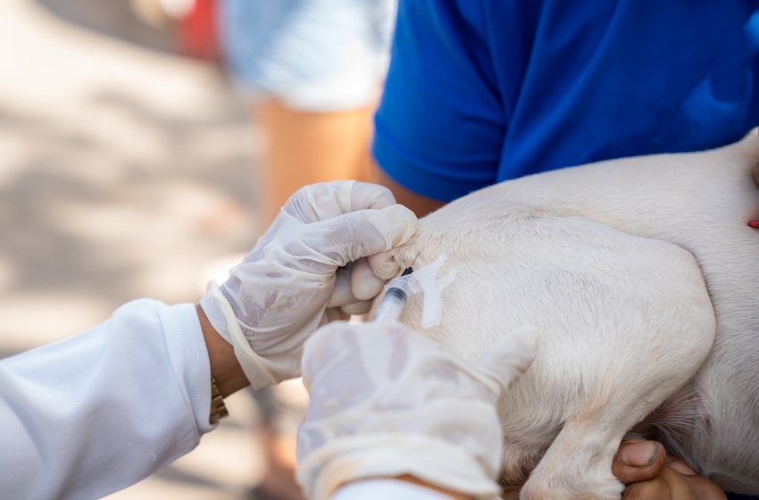 Saúde de Maceió imuniza quase 34 mil animais no segundo dia de vacinação antirrábica