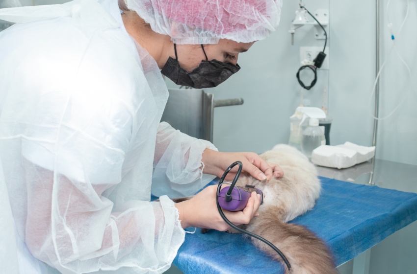 No segundo dia de atendimento, Castramóvel realiza procedimentos cirúrgicos de cães e gatos