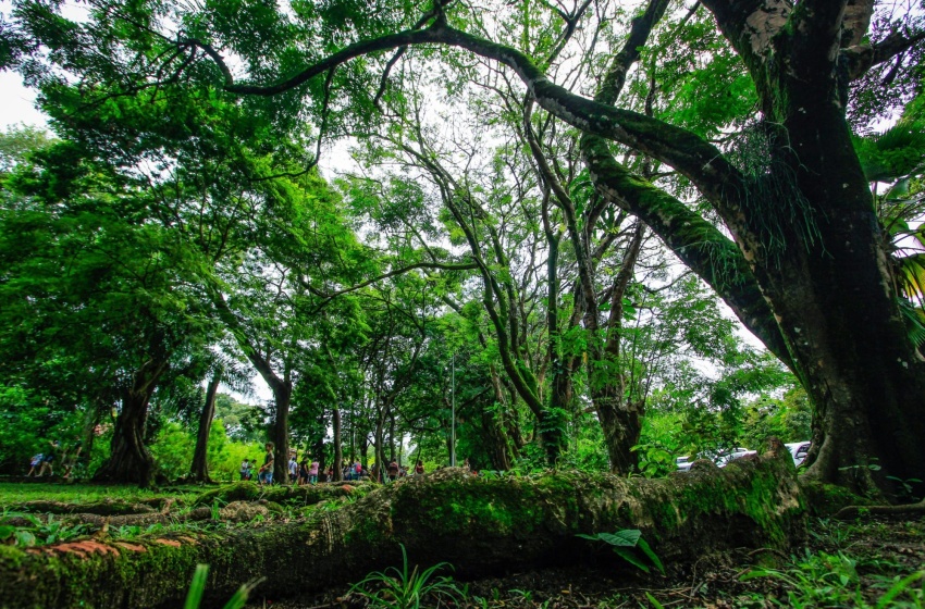 Agosto Lilás: Parque do Horto recebe ações voltadas à mulher neste sábado (21)