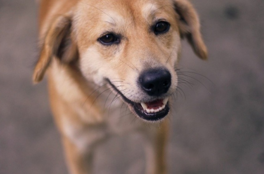 Feira de Adoção de animais acontece neste domingo (21)