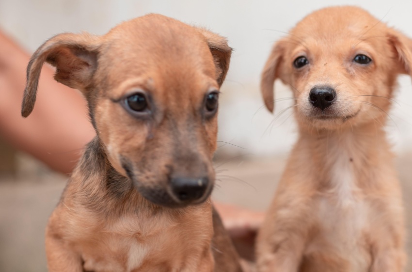 Feira de Adoção de animais alerta para combate e controle da Leishmaniose