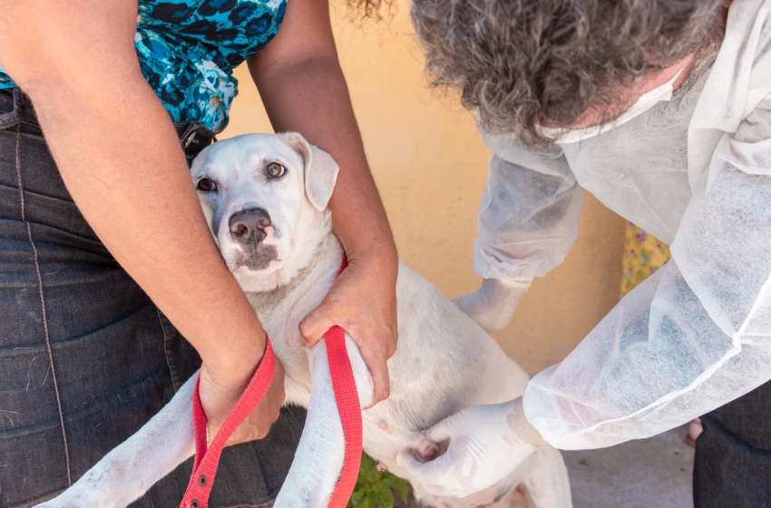 Nasf realiza palestra sobre saúde animal e presta atendimento veterinário domiciliar no Pontal da Barra