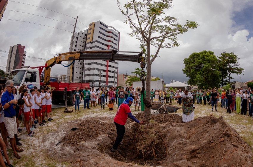 Desenvolvimento Sustentável realiza plantio de mudas do espécime Baobá no Parque da Mulher