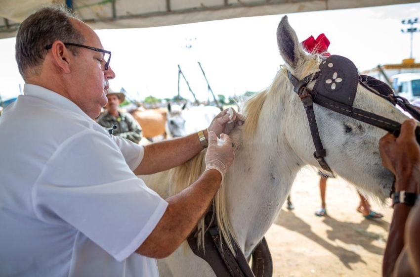 Secretaria do Bem Estar Animal promove ação no Benedito Bentes