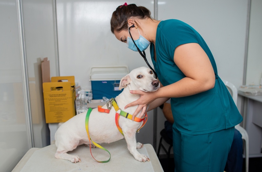 Saúde da Gente leva atendimentos para animais do Conjunto José Tenório