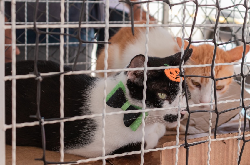 Dez animais ganham lar em Feira de Adoção do Shopping Pátio