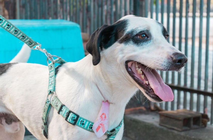 Feira de Adoção de animais volta à Rua Aberta neste domingo (31)