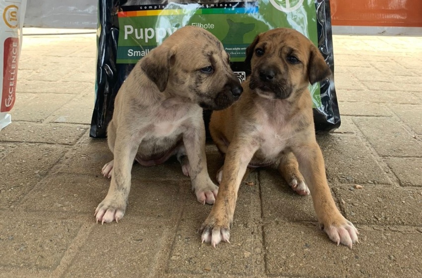 Mais de 50 animais têm novo lar com Feira de Adoção da Prefeitura