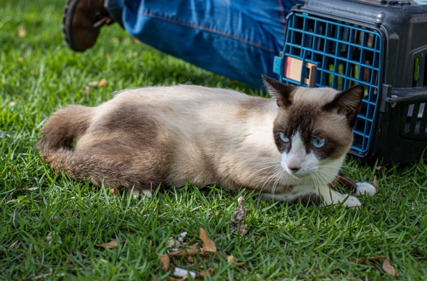 Feira de Adoção da Prefeitura de Maceió leva cães e gatos para Rua Aberta no domingo (05)