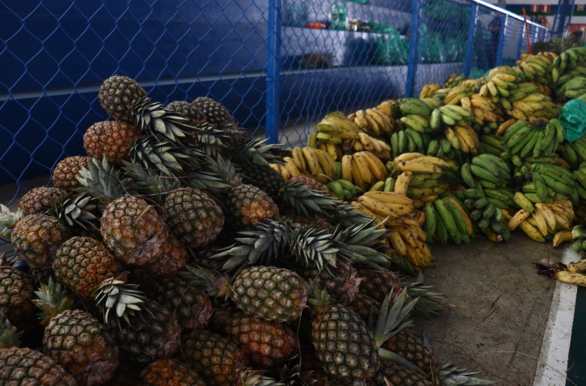 Agricultores familiares têm até o dia 21 de outubro para apresentar documentação da chamada pública