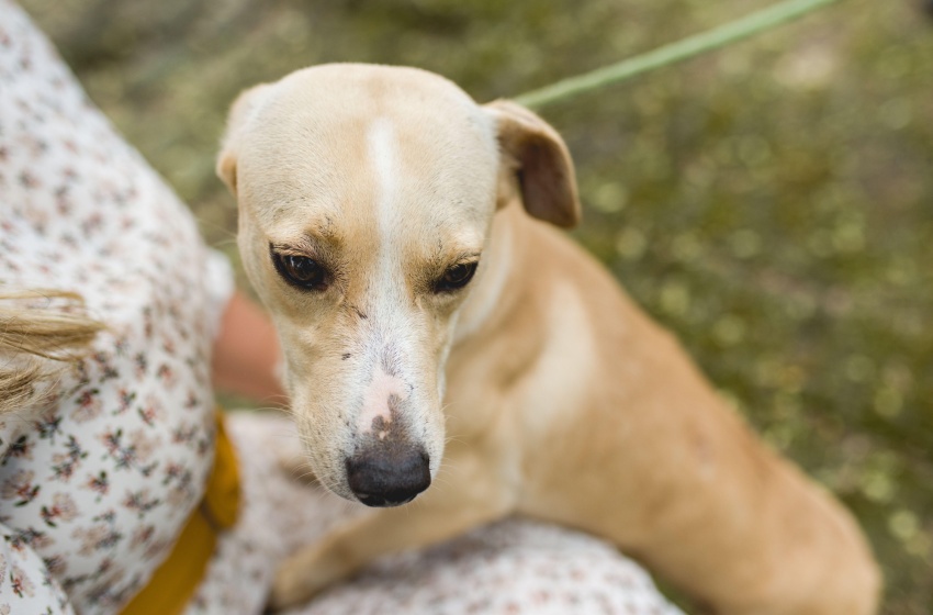 Gabinete da Causa Animal reforça a importância da vacinação para os pets
