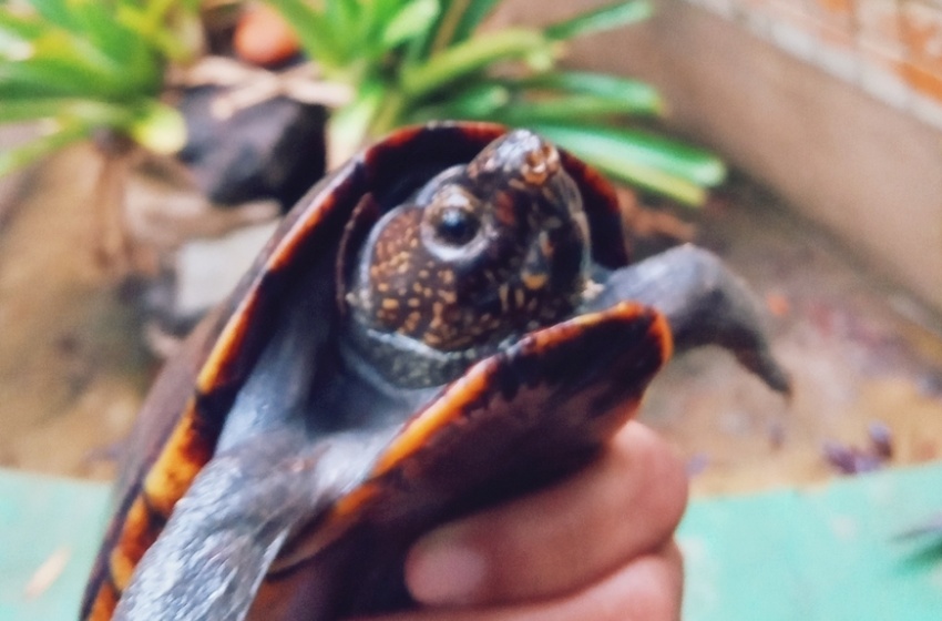 Prefeitura orienta sobre entrega voluntária de animais silvestres