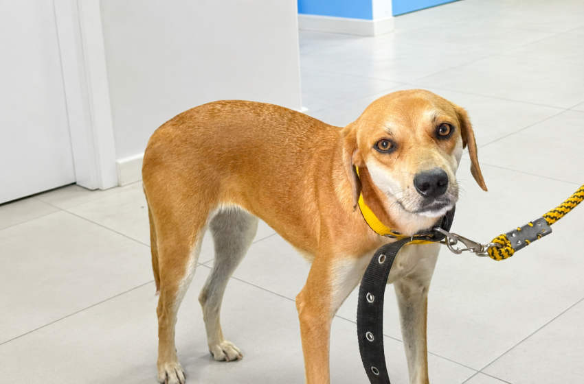 Dia do Cachorro Caramelo é celebrado pela importância da adoção responsável