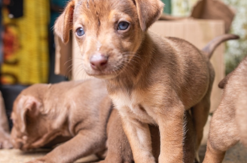 Animais recolhidos no Mercado da Produção ainda podem ser adotados