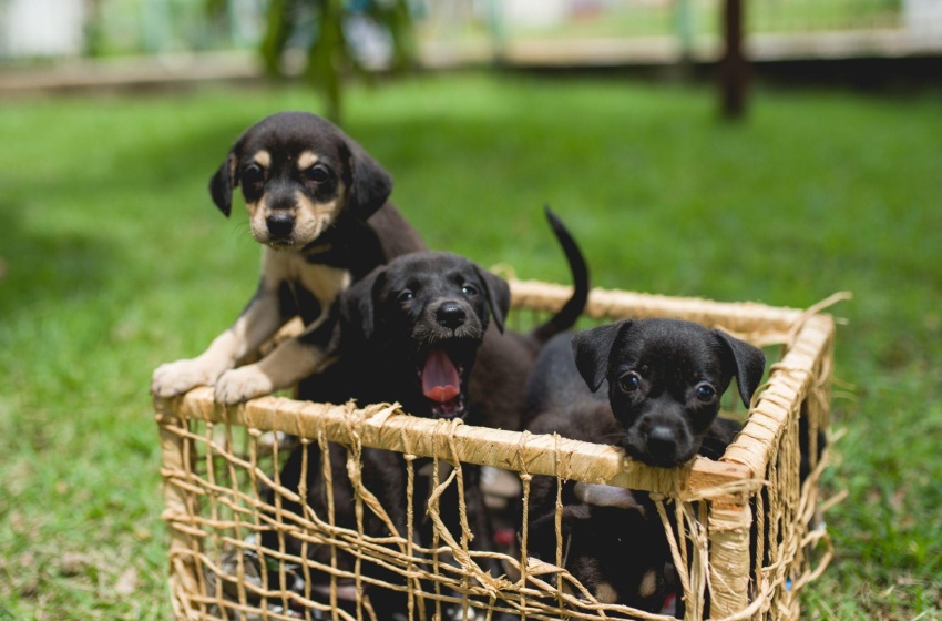 Prefeitura marca Dia dos Animais com anúncio de feira de adoção