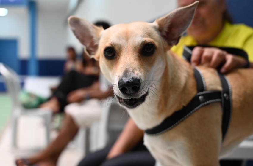 Primeiro Mutirão de Castração no HC Pet promove mais de 80 cirurgias