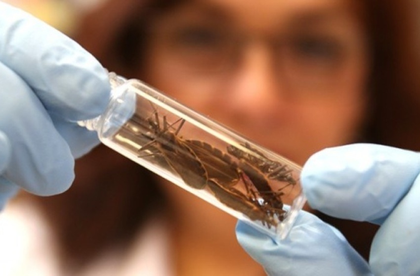 Saúde orienta maceioenses sobre a doença de Chagas