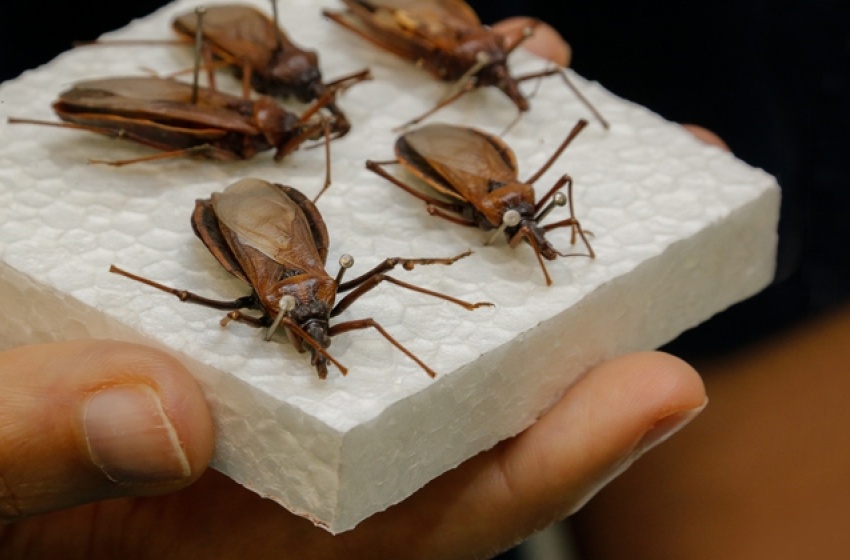 Saúde atualiza profissionais sobre atendimento e monitoramento de casos de Doença de Chagas