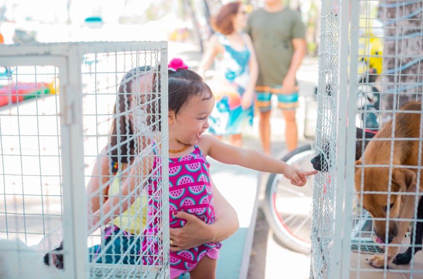 Feira de Adoção encerra o ano com imunização e 95 animais adotados