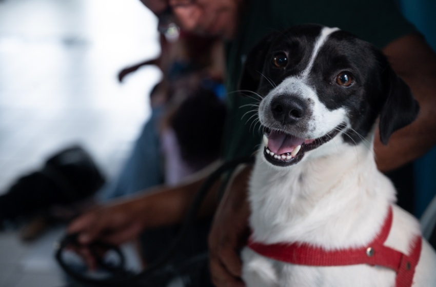Castramóvel realiza castrações de cães e gatos no Flexal