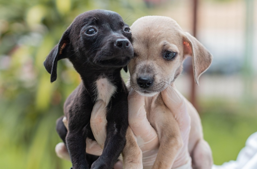 Inscrições para cadastro de protetores e entidades da causa animal terminam na sexta (12)