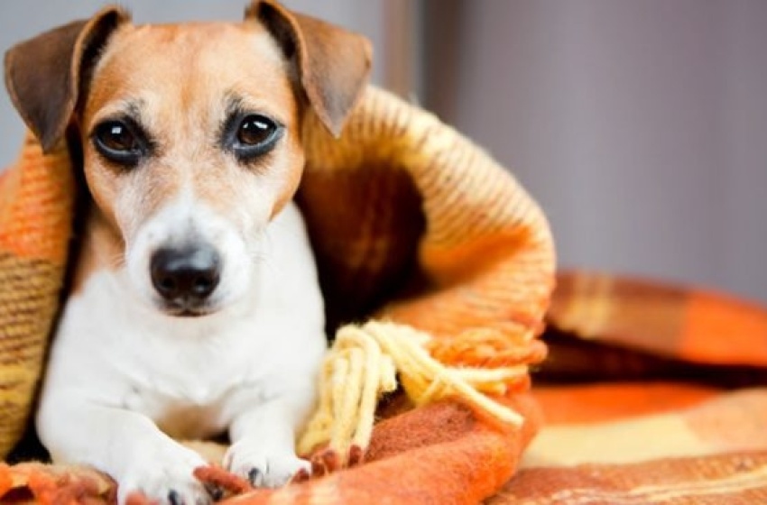 Gabinete da Causa Animal orienta sobre cuidados com pets durante o inverno