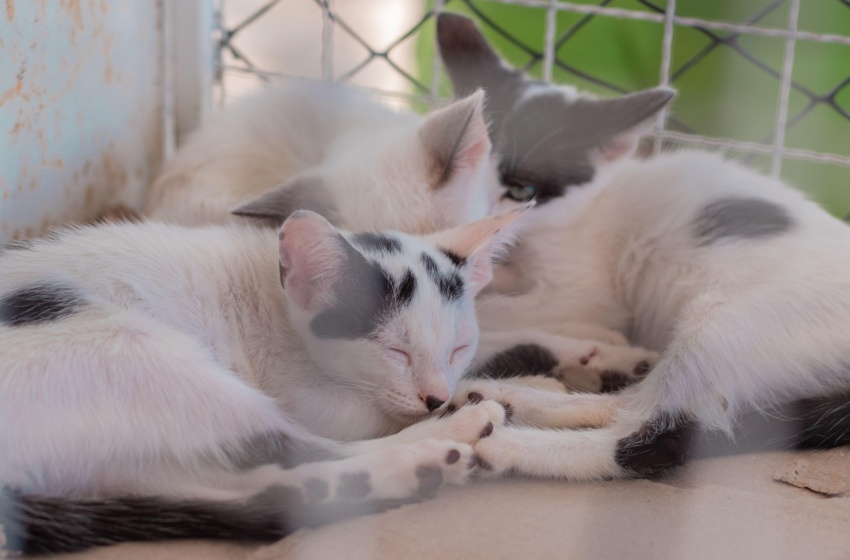 Feira de adoção organizada pelo Gabinete da Causa Animal assegura novos lares para animais