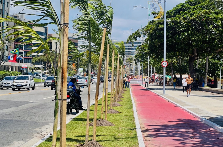 Prefeitura de Maceió realiza plantio de Palmeiras na Ponta Verde