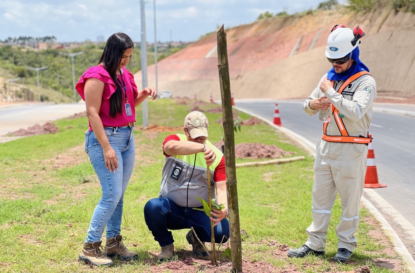 Alurb inicia plantio de mudas de árvores nativas no canteiro da Via da Integração