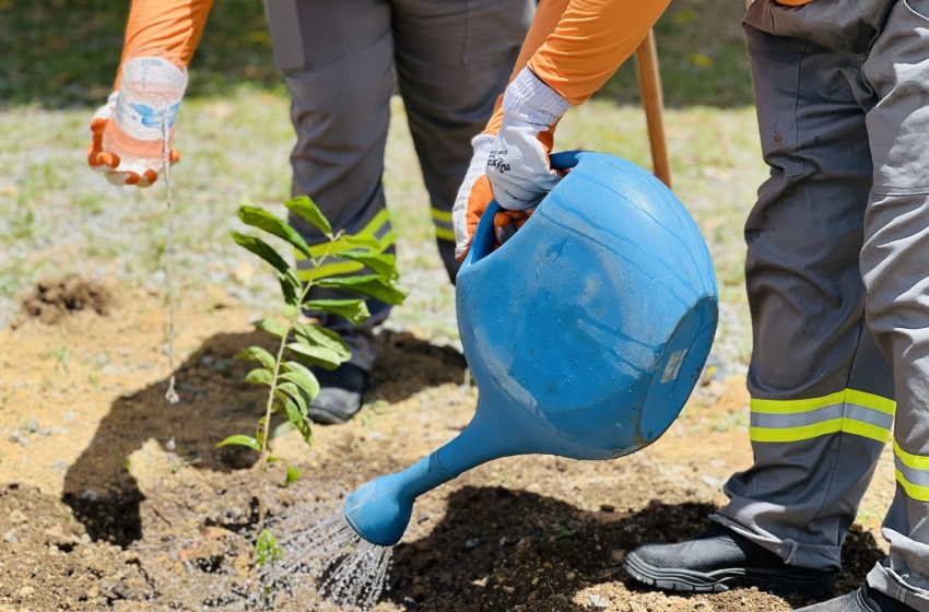 Área verde do Departamento de Trânsito ganha pomar urbano com 50 mudas