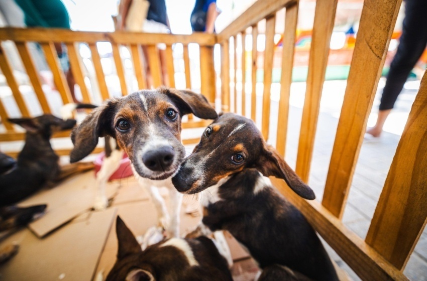 Saúde orienta tutores sobre cuidados com cães e gatos durante os festejos juninos