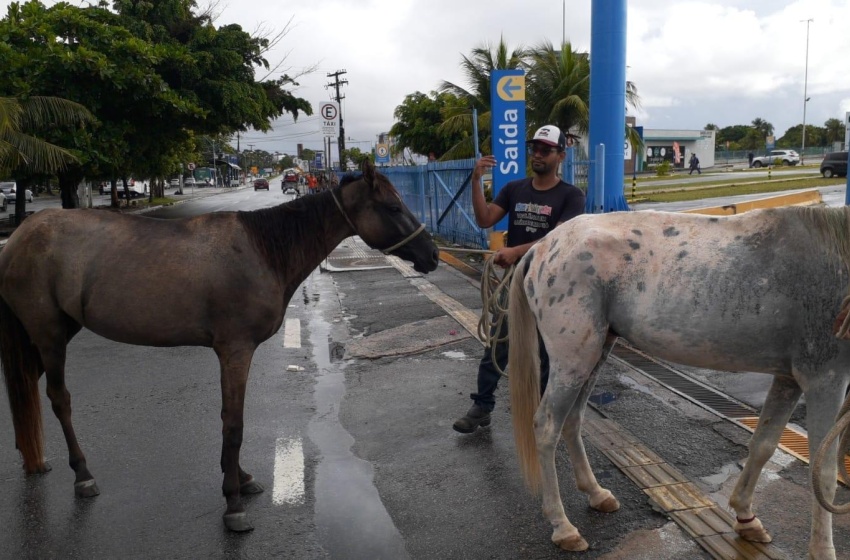 Saiba como solicitar à UVZ de Maceió a captura de animais em vias públicas