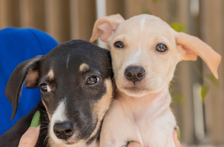 Feira de Adoção de animais acontece na Rua Aberta neste domingo (2)
