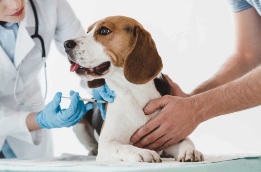 SMS alerta população sobre riscos da raiva e reafirma importância de vacinar animais