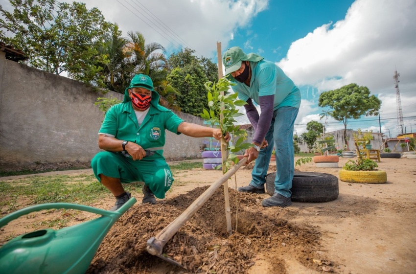 Arborização: Desenvolvimento Sustentável já plantou 1.300 mudas de árvores