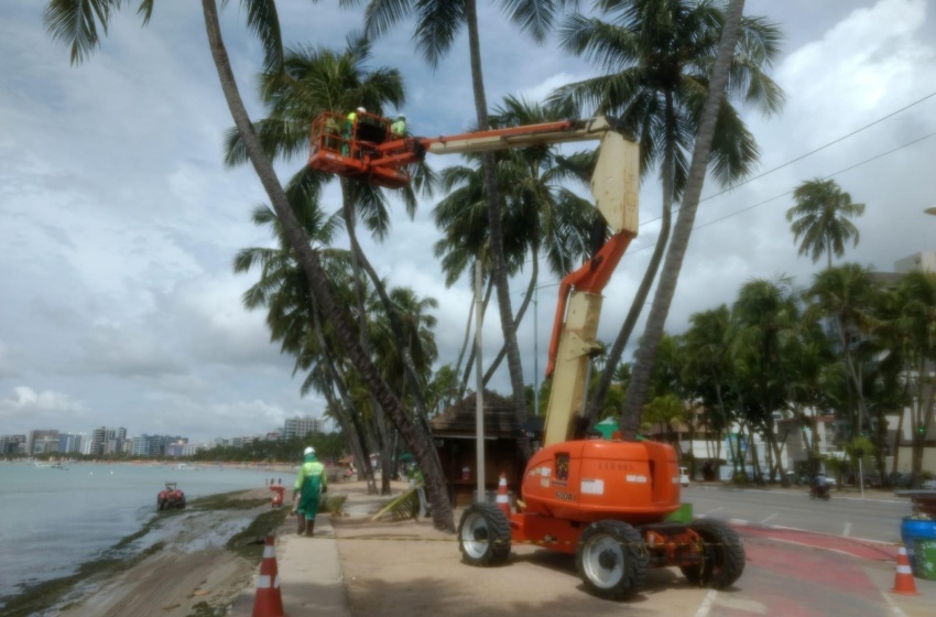Desenvolvimento Sustentável intensifica limpeza e poda de coqueiros na orla marítima