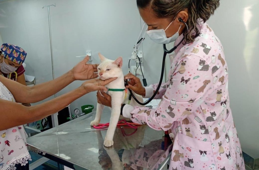 Castramóvel realiza triagem de cães e gatos nos bairros Guaxuma e Garça Torta