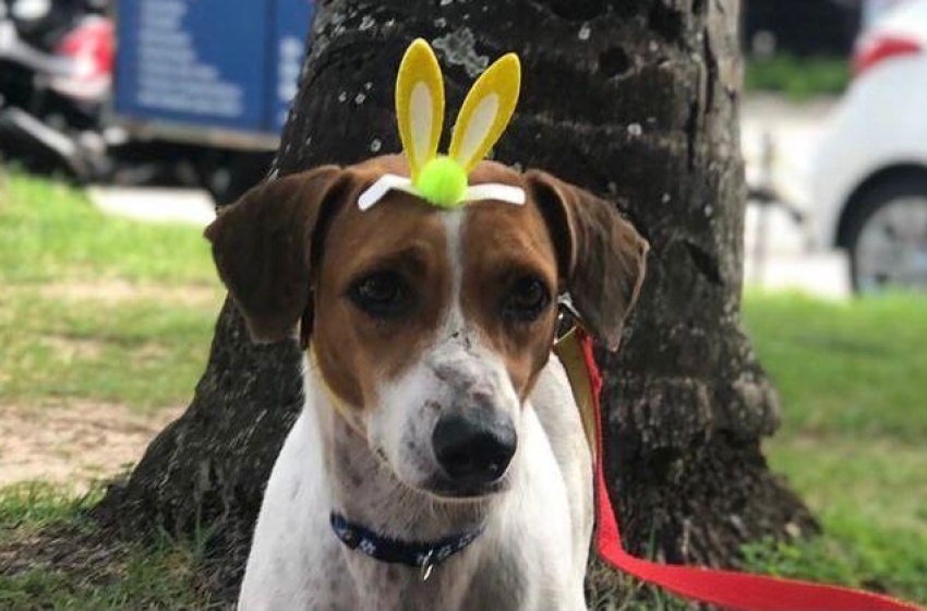 Gabinete da Causa Animal leva pets da ONG Pata Voluntária para Feira de Adoção