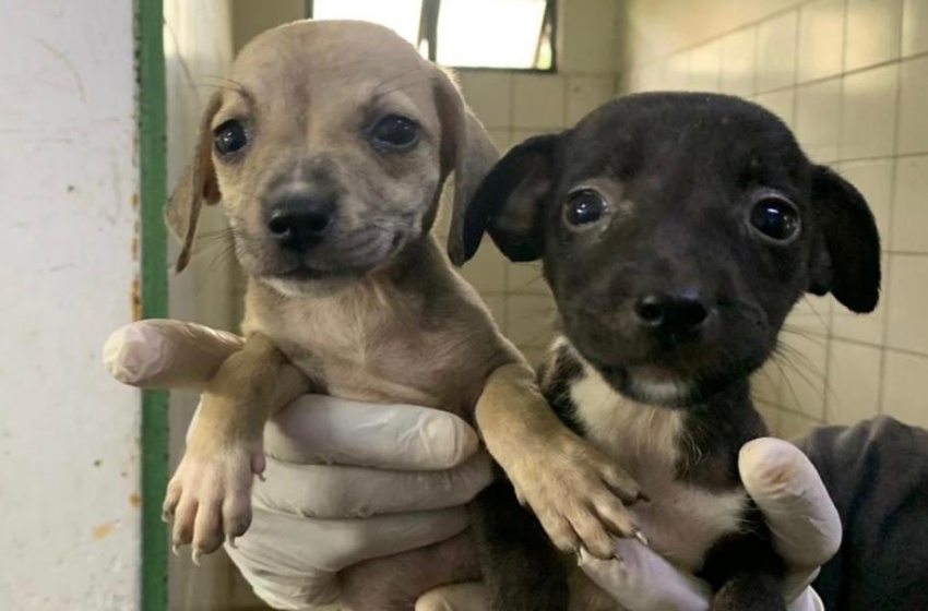 Cães e gatos vão estar na Rua Aberta neste domingo (19) em mais uma edição da Feira de Adoção da Prefeitura de Maceió