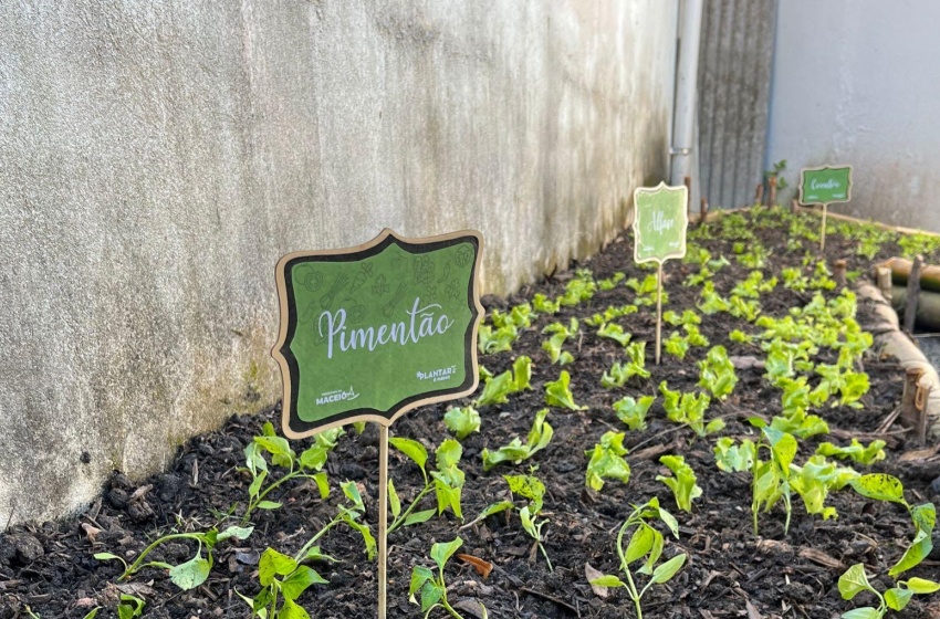Desenvolvimento Sustentável instala horta em creche municipal na Pitanguinha