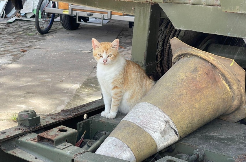 Gabinete da Causa Animal vistoria possível aumento de pets abandonados na orla lagunar do Vergel do Lago