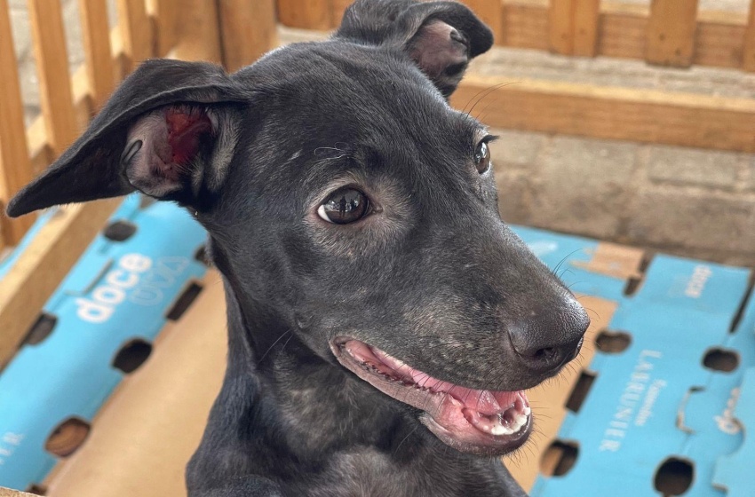 Pets têm a oportunidade de encontrar um lar através da Feira de Adoção, neste domingo (16)