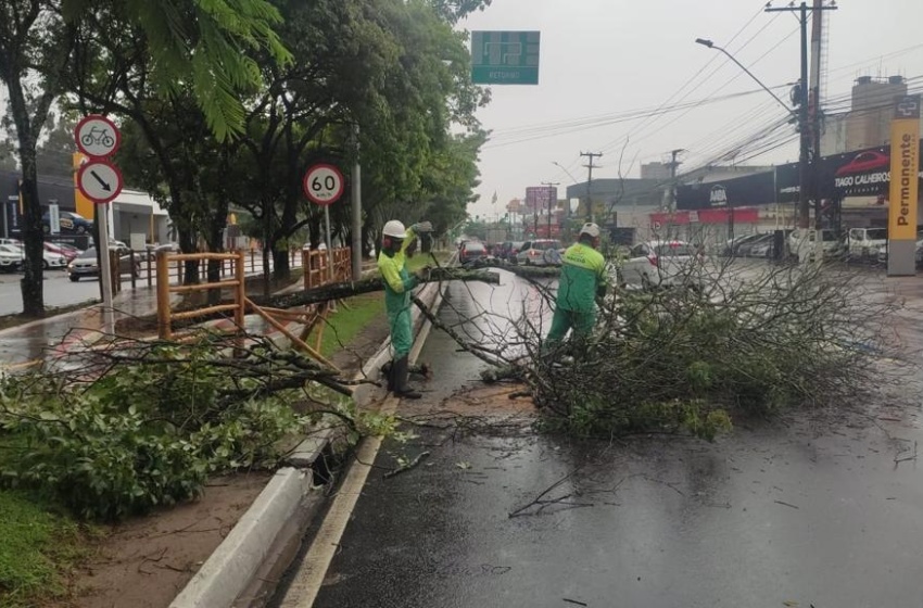 Prefeitura de Maceió intensifica poda de árvores em toda a capital